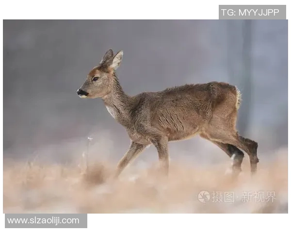 雄鹿栖息地环境变化对其生长繁殖的影响及保护对策分析